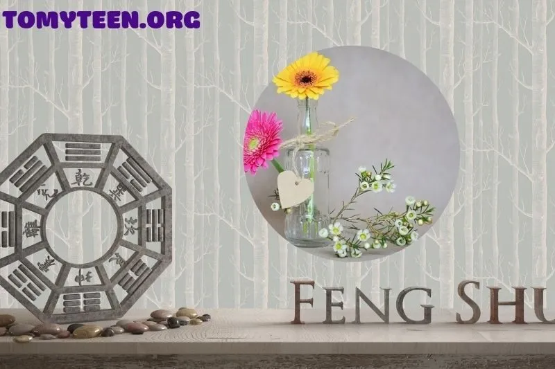 Hướng dẫn trồng và chăm sóc cây hoa đồng tiền phong thủy