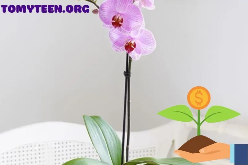 Hướng Dẫn Trồng Và Chăm Sóc Cây Hoa Lan Phong Thủy