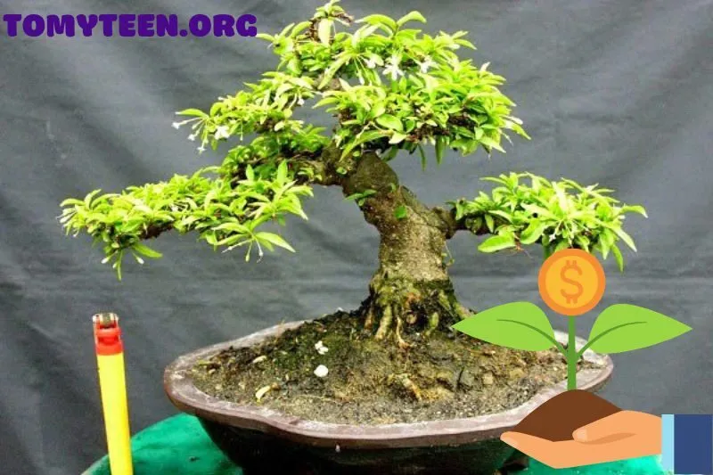 Hướng dẫn trồng và chăm sóc cây mai chiếu thủy