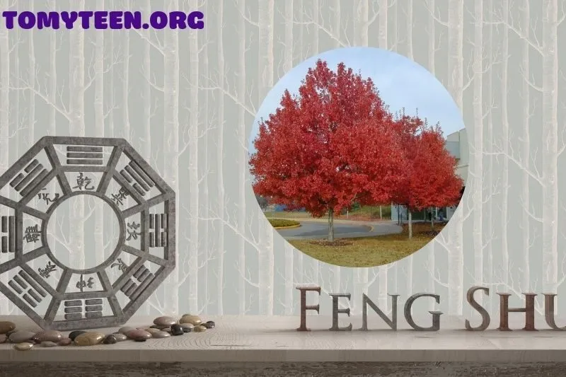 Kết Hợp Cây Phong Lá Đỏ Với Phong Thuỷ Nhà Ở