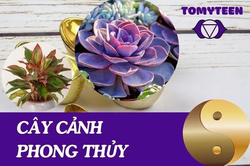 Cây Cảnh Phong Thủy
