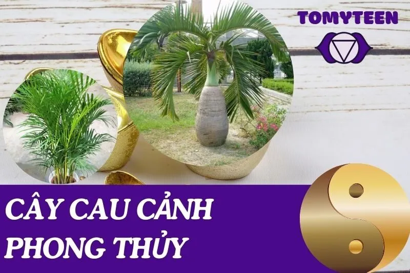 Khám phá cây cau cảnh phong thủy: ý nghĩa và cách chăm sóc
