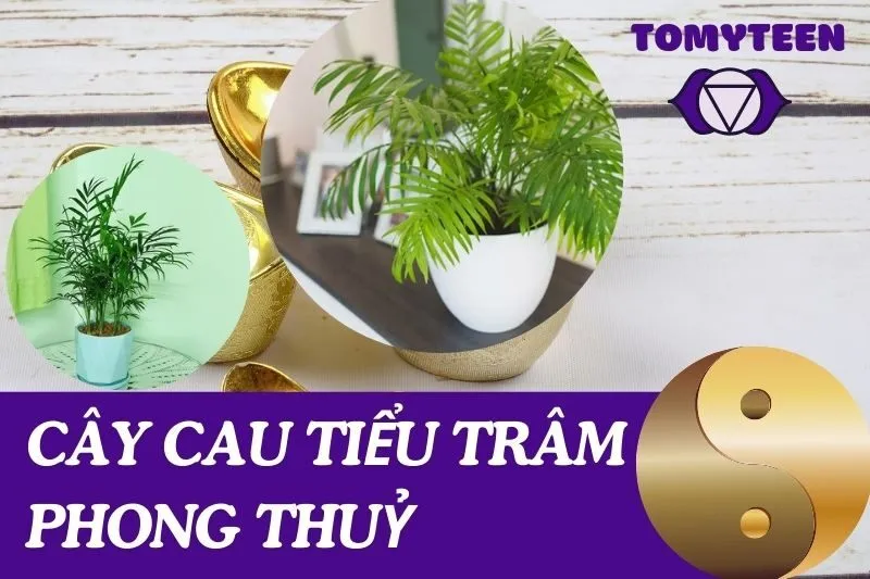 Khám Phá Cây Cau Tiểu Trâm Phong Thuỷ: Ý Nghĩa Và Cách Chăm Sóc