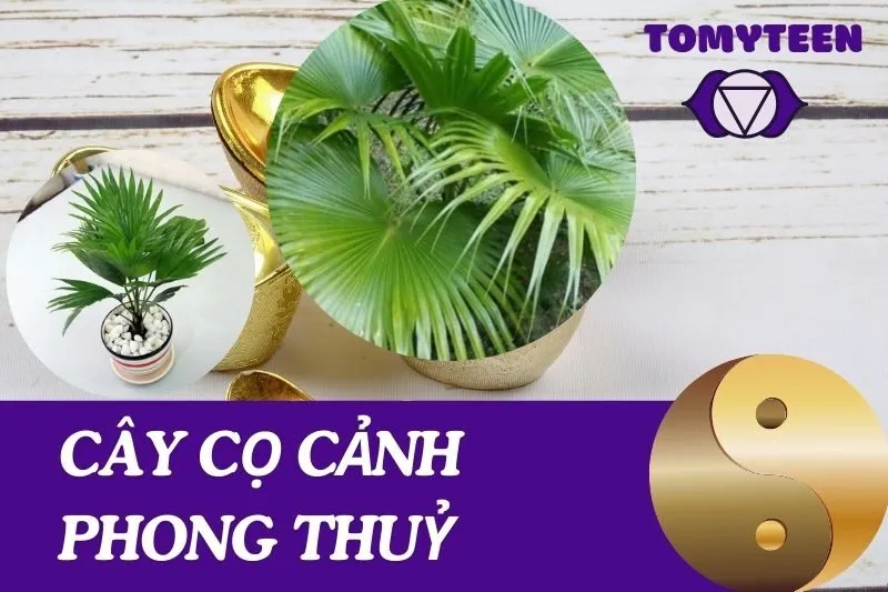 Khám Phá Cây Cọ Cảnh Phong Thuỷ: Ý Nghĩa, Chăm Sóc Và Cách Đặt Chuẩn