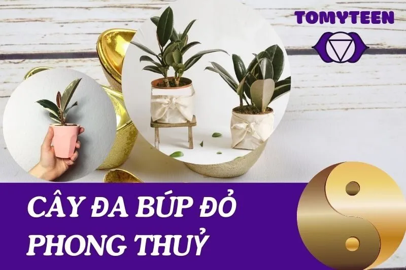 Khám Phá Cây Đa Búp Đỏ Phong Thuỷ: Ý Nghĩa Và Cách Chăm Sóc