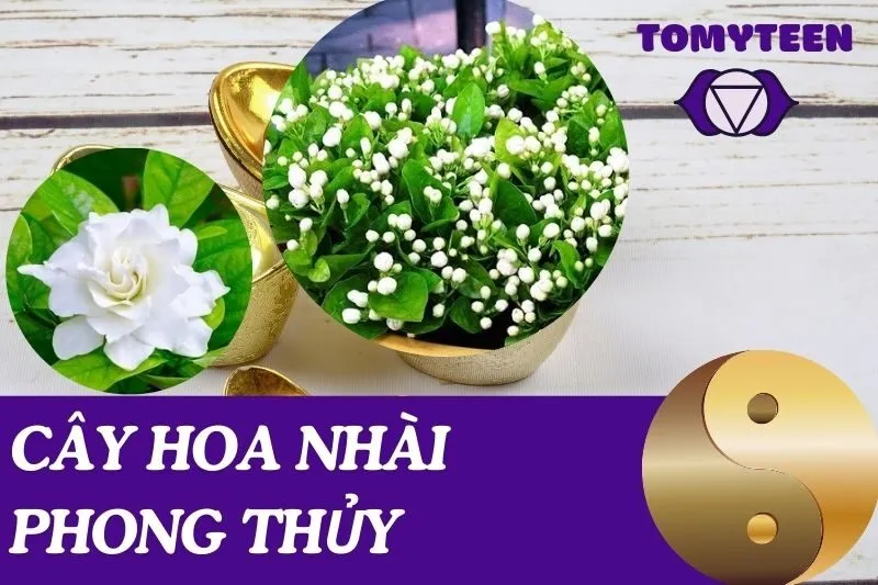 Khám Phá Cây Hoa Nhài Phong Thủy: Ý Nghĩa và Cách Chăm Sóc