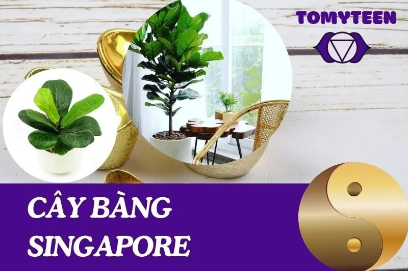 Khám Phá Ý Nghĩa Cây Bàng Singapore Phong Thuỷ Và Cách Chăm Sóc