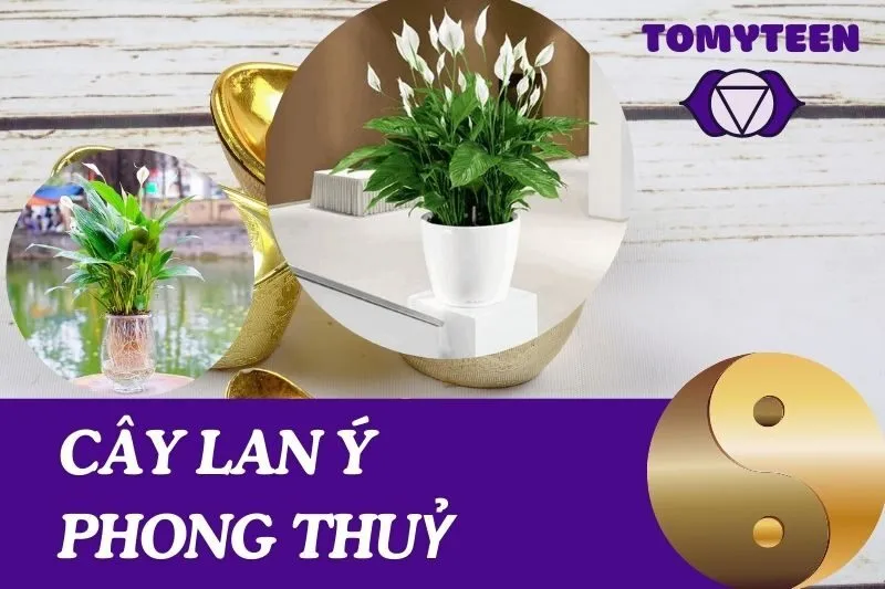 Khám phá ý nghĩa và cách chăm sóc cây lan ý phong thuỷ