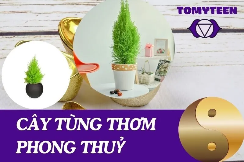 Khám Phá Ý Nghĩa Và Cách Chăm Sóc Cây Tùng Thơm Phong Thuỷ