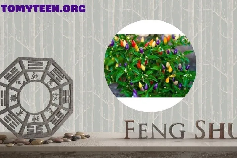 Loại cây ớt phong thủy phổ biến và cách chọn giống