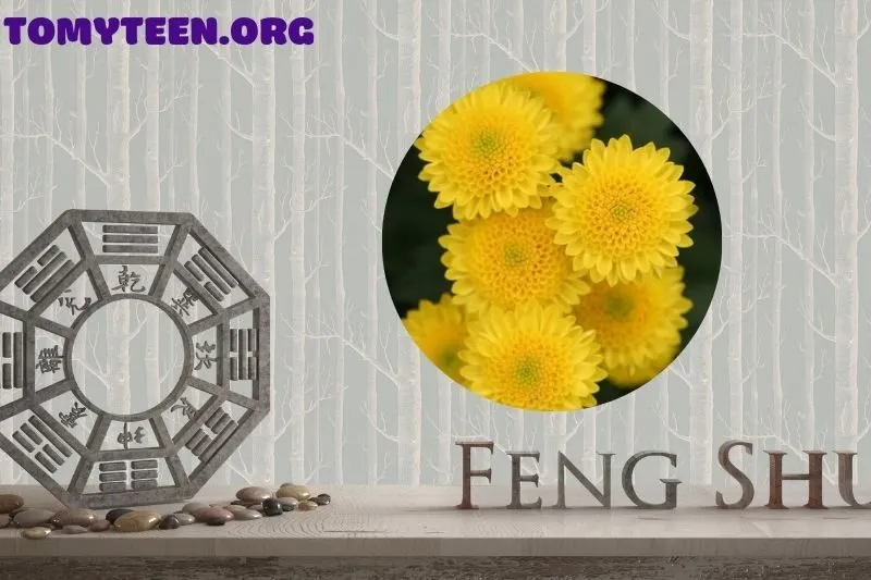 Loại hoa cúc nào phù hợp với phong thủy của bạn?