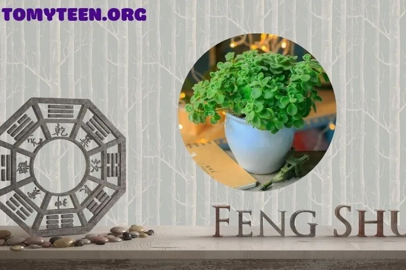 Lợi ích khi đặt cây sen thơm trong phòng