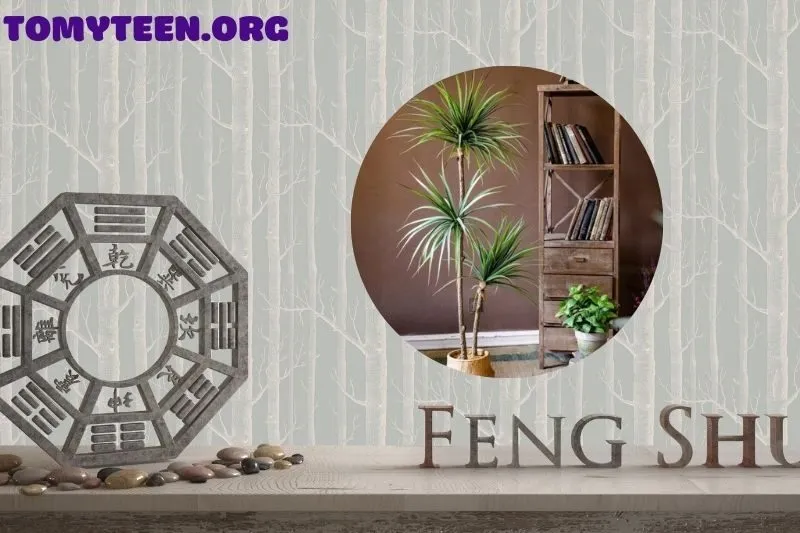 Lợi Ích Khi Sử Dụng Cây Phất Dụ Trong Trang Trí Và Phong Thủy