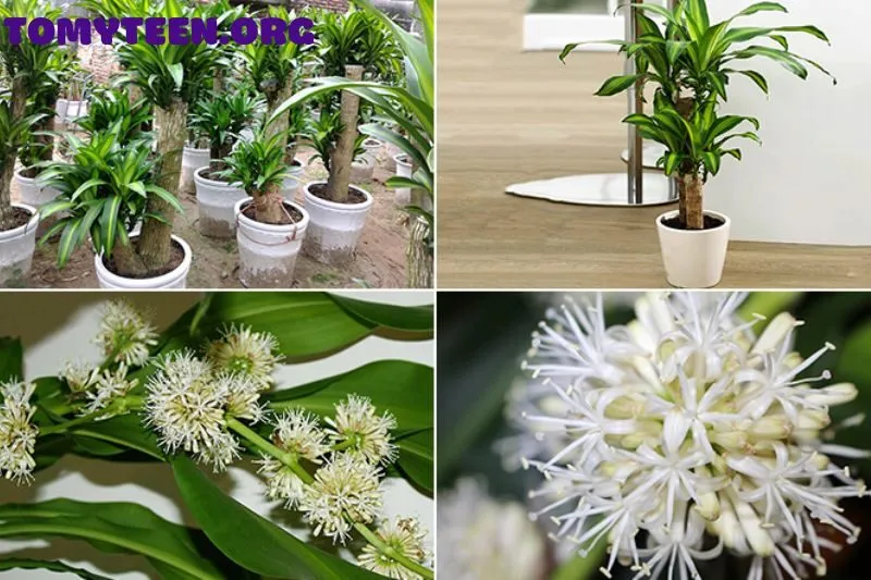 Lợi ích khi trồng cây thiết mộc lan trong nhà