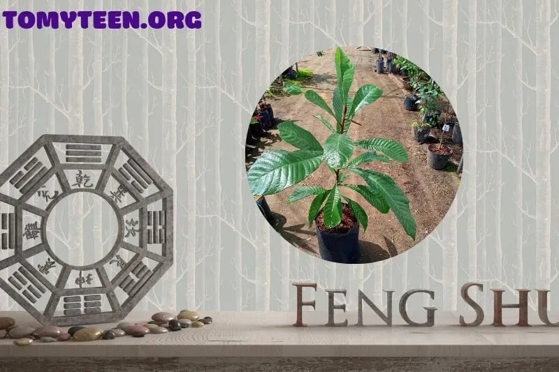 Lợi ích phong thủy và thẩm mỹ khi trồng cây hồng xiêm trước nhà