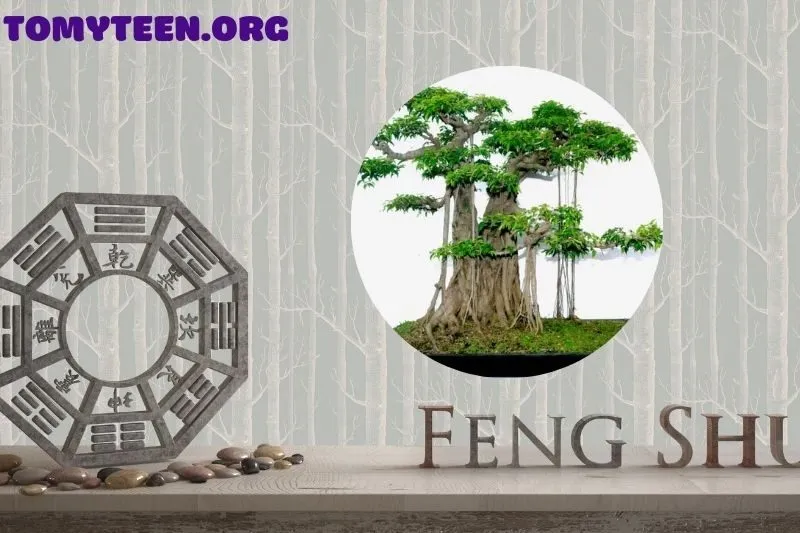 Lợi ích khi trồng cây Sanh trong nhà và sân vườn