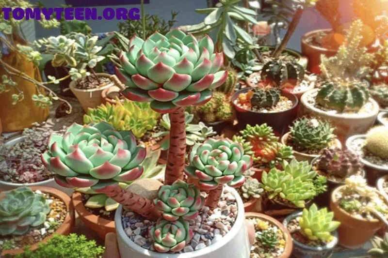 Lựa Chọn Cây Sen Đá Phù Hợp Với Mệnh Ngũ Hành