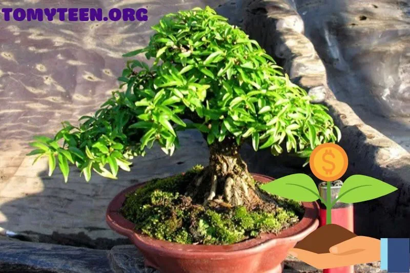 Mai chiếu thủy trong nhà