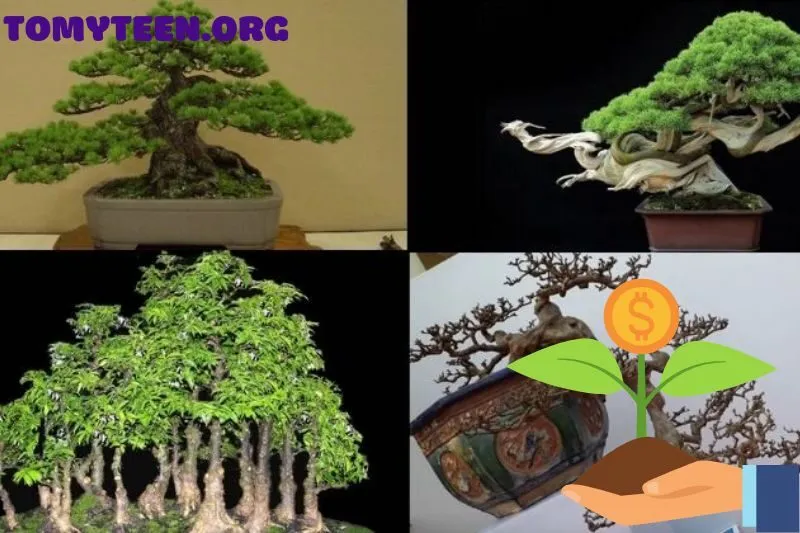Một số dáng bonsai phổ biến và ý nghĩa