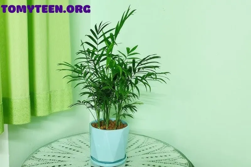 Mua Cây Cau Tiểu Trâm Ở Đâu Và Giá Thành Hiện Nay