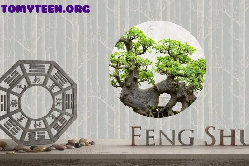 Nguồn gốc cây sung