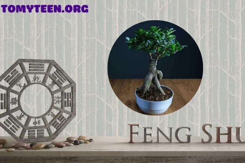 Những loại cây si phổ biến dành cho phong thuỷ