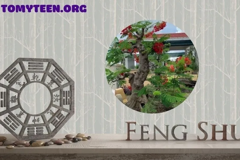 Những lưu ý khi chăm sóc cây phượng vĩ bonsai