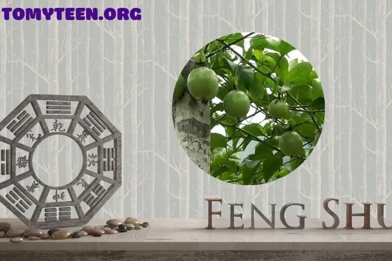 Những lưu ý khi sử dụng cây chanh leo trong phong thủy