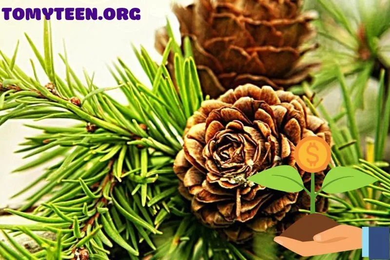 Những lưu ý khi sử dụng cây thông đỏ trong phong thủy