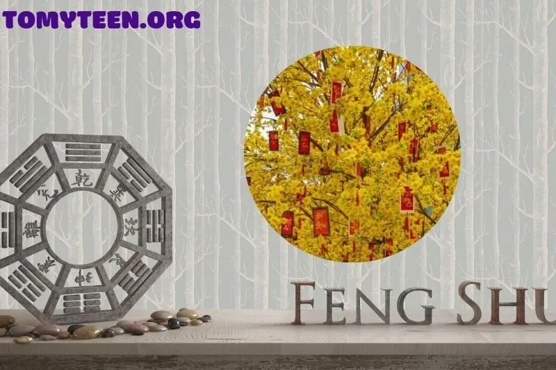 Những lưu ý quan trọng khi chăm sóc cây mai vàng