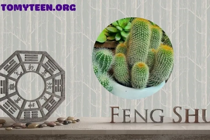 Những lưu ý quan trọng khi sử dụng cây xương rồng phong thủy