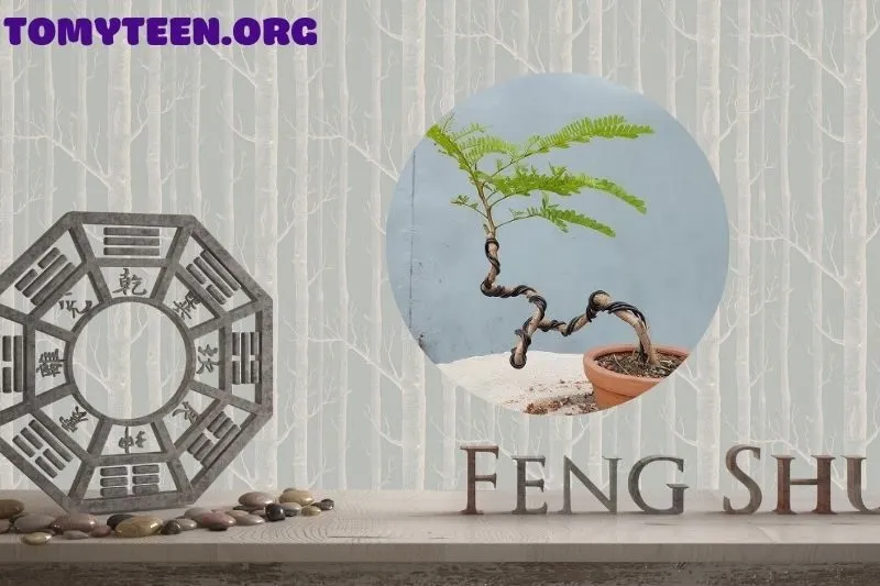 Những mẫu bonsai phượng vĩ đẹp và độc đáo