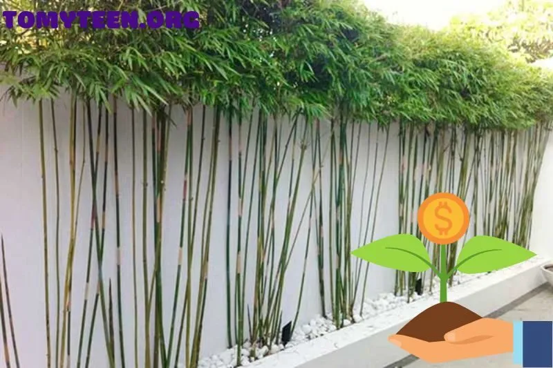 Những sai lầm cần tránh khi sử dụng cây trúc quân tử phong thủy