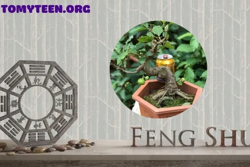 Phân loại các loại cây Sung phong thủy