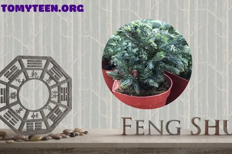 Tác động của cây tuyết tùng đến không gian sống