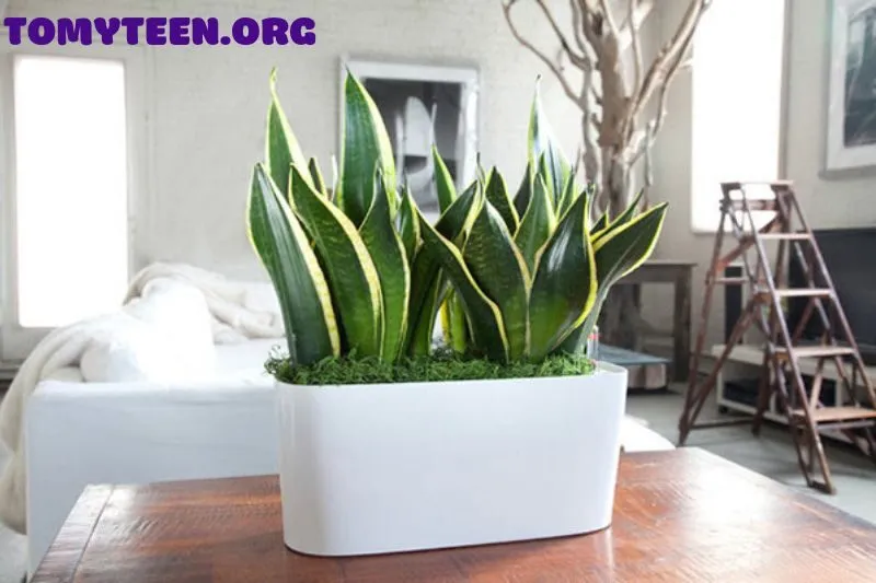 Tác dụng của cây lưỡi hổ đối với sức khỏe và không gian sống