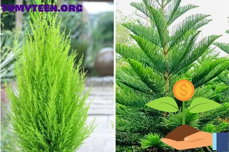 Tác dụng của cây tùng bách đối với sức khỏe và không gian sống