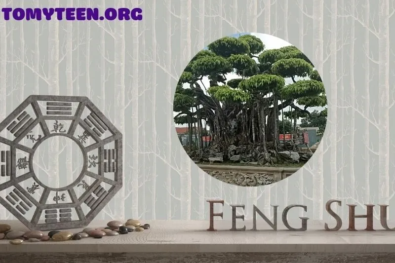 Hướng dẫn trồng và chăm sóc cây Sanh phong thủy