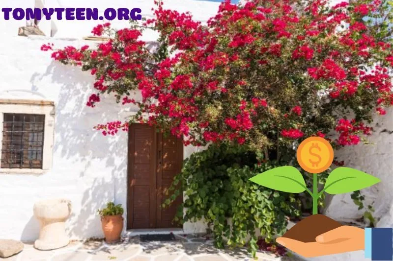 Trồng cây hoa giấy ở đâu để tối ưu phong thủy