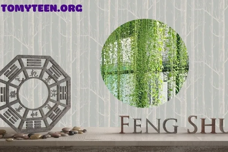 Ứng dụng cây cúc tần Ấn Độ trong không gian sống