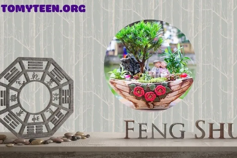 Ứng dụng của cây tùng la hán trong trang trí và phong thủy