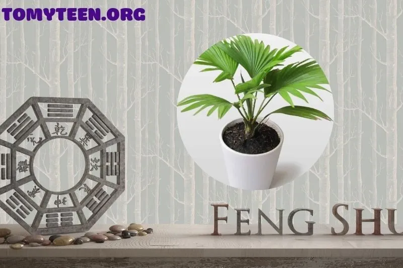 Vị trí đặt cây dừa cảnh để tối ưu phong thủy