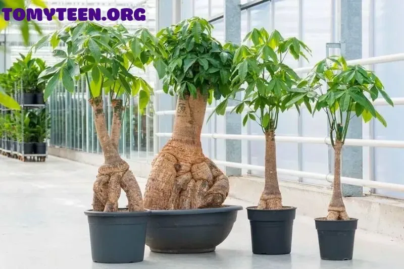 Vị trí đặt cây kim ngân hợp phong thuỷ