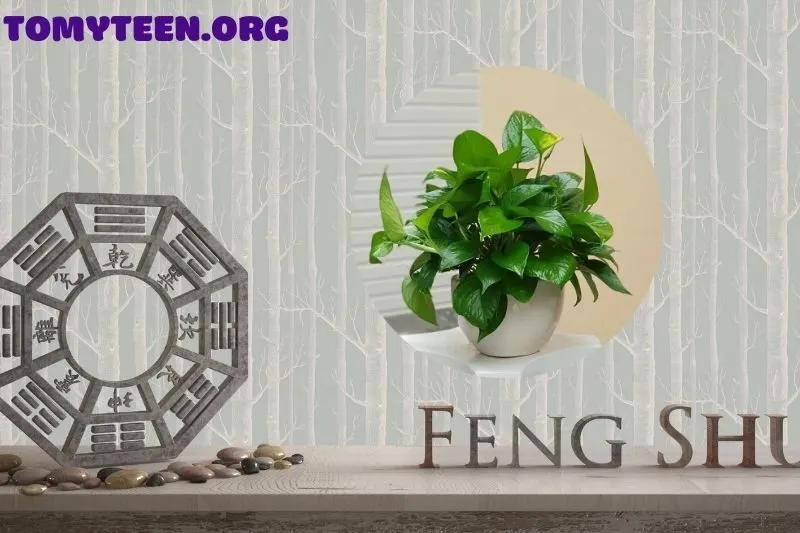 Vị trí đặt cây trầu không hợp phong thủy trong nhà và văn phòng