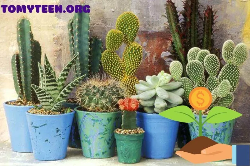 Vị trí đặt cây xương rồng phong thủy đúng cách