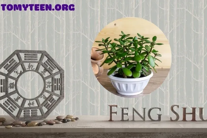 Vị trí lý tưởng để đặt cây ngọc bích trong nhà