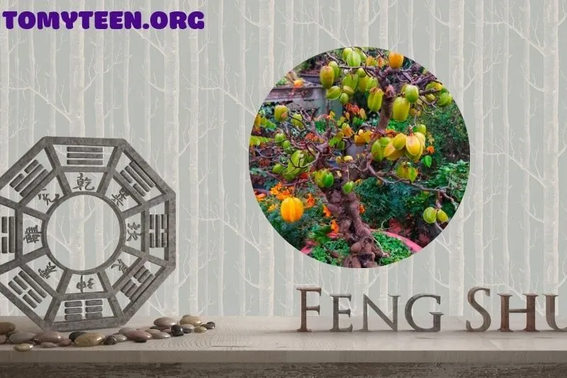 Vị trí trồng cây khế mang lại tài lộc và vận khí tốt nhất