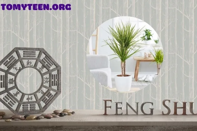 Vị trí và hướng đặt cây phát tài trong nhà