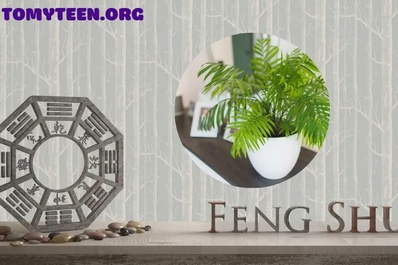 Ý Nghĩa Cây Cau Tiểu Trâm Phong Thuỷ