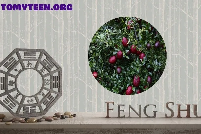 Ý nghĩa của cây chanh leo trong phong thủy